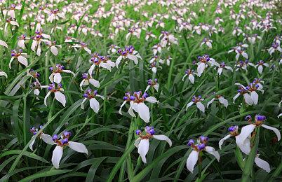 《京都异常》5月登陆Steam 类8号出口惊悚逃生